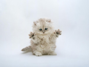 Funny Kitten Wallpaper