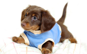 Funny Puppy Wallpaper 01