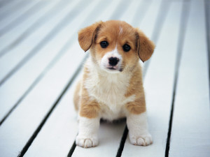 Funny Puppy Wallpaper 02