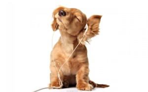 Funny Puppy Wallpaper 03