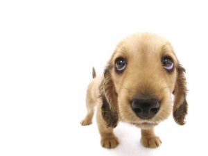 Funny Puppy Wallpaper 04