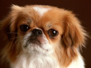 Funny Puppy Wallpaper 05