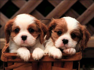 Funny Puppy Wallpaper