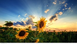 Hd 1080p Natura wallpaper Photos