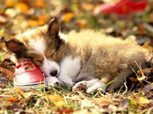 Puppies Sleeping in Leavs