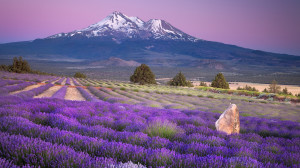 Purple Nature 1080p HD Wallpaper