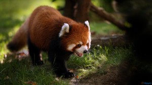 Red Panda HD Wallpaper