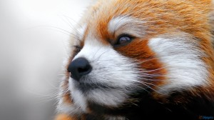 Red Panda Wallpapers