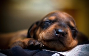 Sleeping Cute Puppy Wallpaper