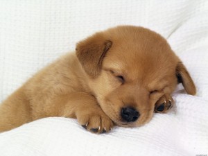 Sleeping Puppies Photo