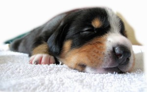 Sleeping Puppy Wallpaper HD