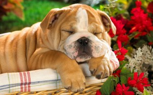 Sleeping Puppy Wallpaper