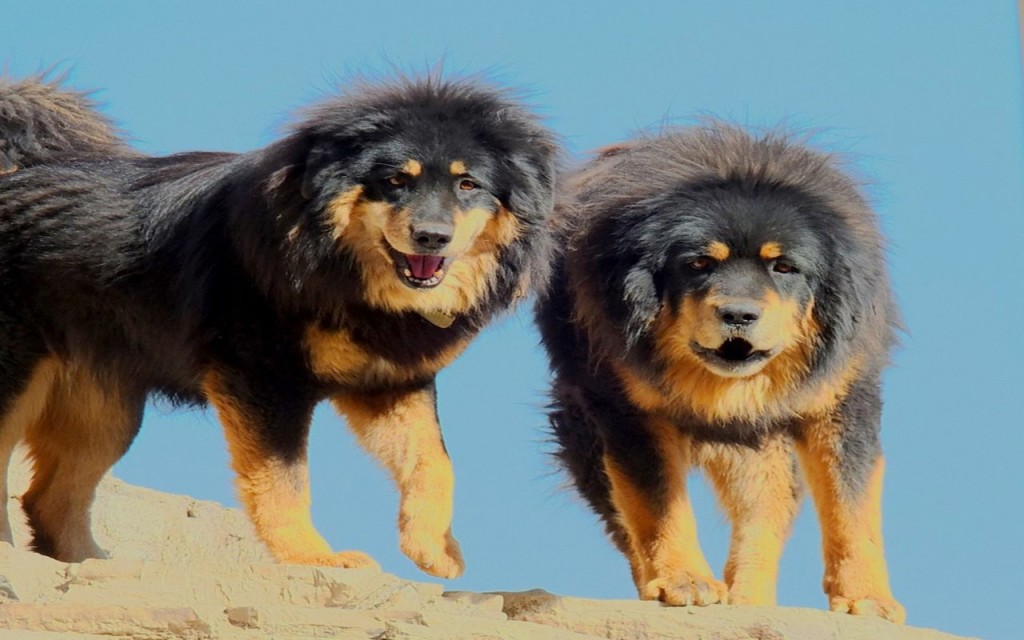 Tibetan Mastiff Full HD