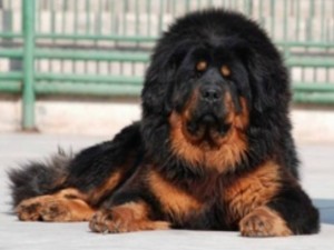 Tibetan Mastiff HD Wallpaper