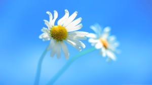 Windows 8 Wallpaper Desktop 1080p