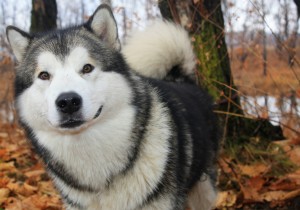 Alaskan Malmute HD Wallpaper
