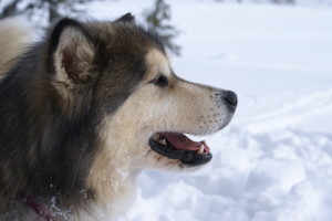 Alaskan Malmute Photo Wallpaper