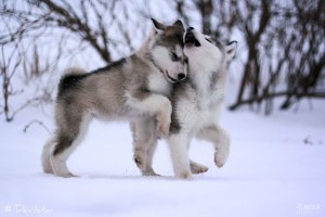 Alaskan Malmute Picture
