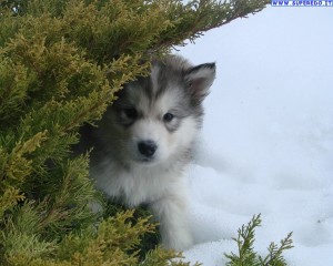 Alaskan Malmute Puppies Wallpaper
