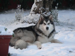 Alaskan Malmute Wallpaper Picture