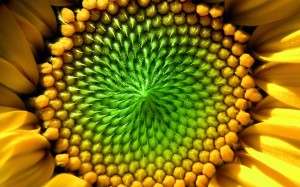 Beautiful Macro Photography Wallpaper HD
