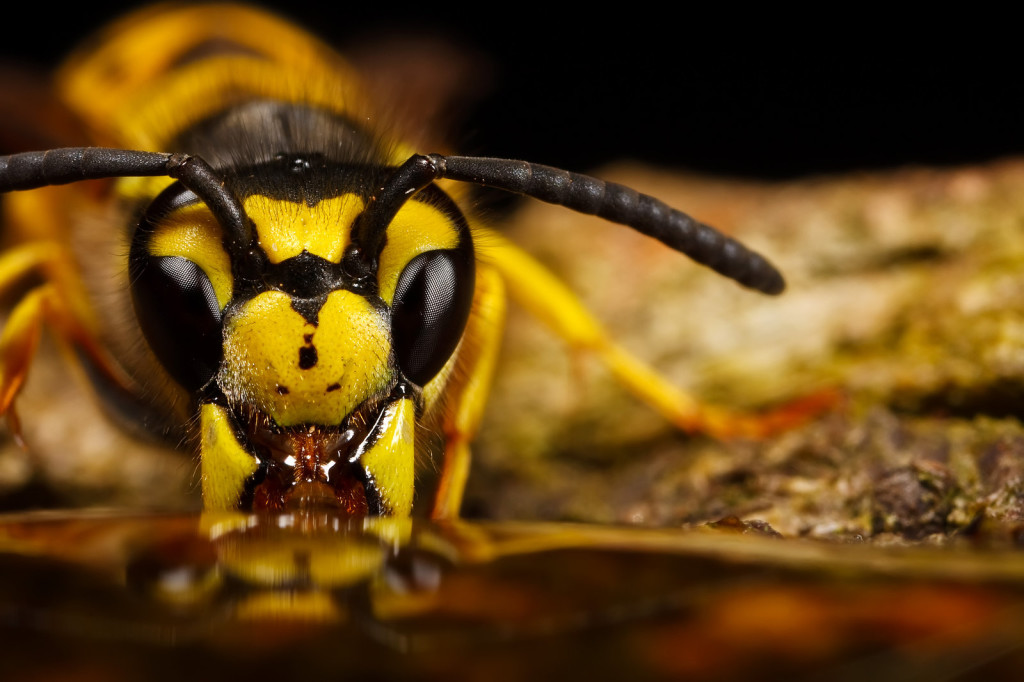 Bee Macro Photography Wallpaper HD