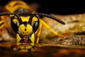 Bee Macro Photography Wallpaper HD