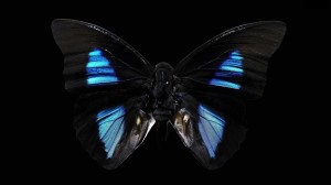 Black Butterfly Wallpaper HD