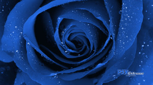 Blue Rose Wallpaper HD