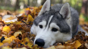 Cute Alaskan Malamute Wallpaper Desktop
