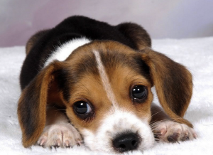 Cute Beautiful Cute Wallpaper