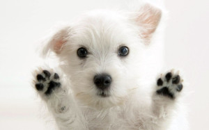 Cute Dog Puupy Wallpaper HD