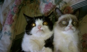 Cute Grumpy Cat Wallpaper