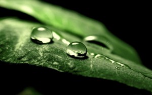 Dew Macro Photography Wallpaper HD