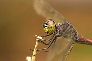 Dragonfly Macro Photography Wallpaper HD