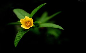 Flower on Black Background Wallpaper HD