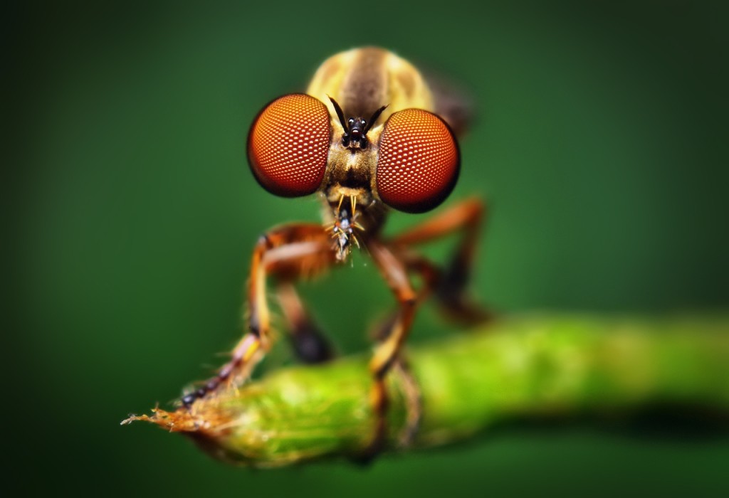 Fly Ayes Macro Photography Wallpaper HD