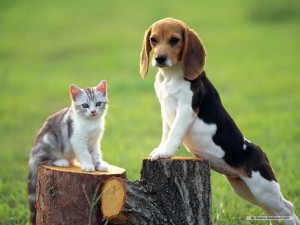 Funny Kitten and Beagle Puppies Wallpaper