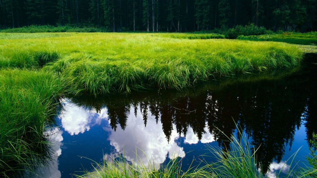 Green Nature Wallpaper HD 1080p