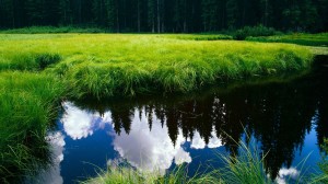 Green Nature Wallpaper HD 1080p