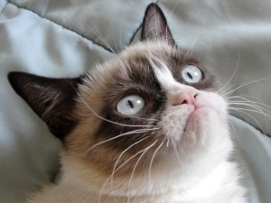 Grumpy Cat HD Wallpaper