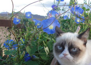 Grumpy Cat Picture Wallpaper,