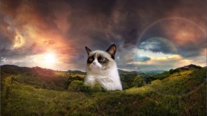 Grumpy Cat Wallpaper,