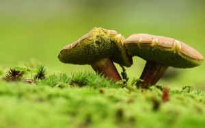 Mushrooms Macro Photography Wallpaper HD