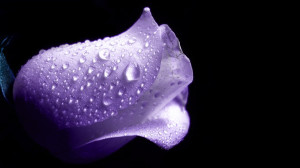 Natue Purple Rose Wallpaper HD