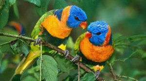 Parrots Bird 1080p Wallpaper HD
