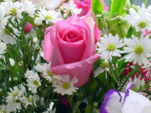 Pink Rose Wallpaper HD