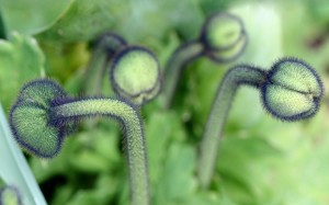 Plant Macro Photography Wallpaper HD