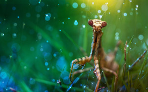 Praying Mantis Macro Photography Wallpaper HD
