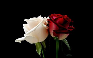 Red And WHite Rose Wallpaper HD